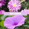 graceupongrace7